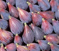 Andijan Fig Unrooted Cuttings - 3 Rare Ficus Carica Cuttings for Rooting or Grafting