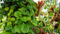 Organic Swedish Ivy Cuttings - 10 Trailing Plectranthus verticillatus, Low Light, Air Purifying