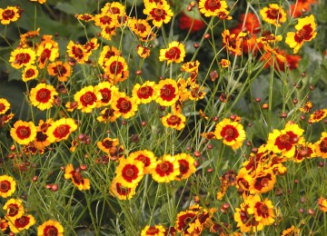 Plains Coreopsis (Coreopsis tinctoria) - Annual Wildflower Seed for Pollinator Gardens - Yellow with Red Centers