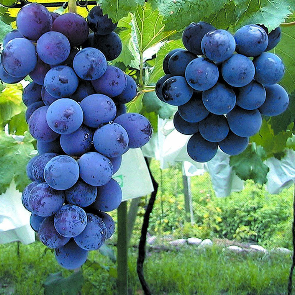 Vitis vinifera 'Kyoho' Grape Cuttings - 6 Hardwood Stems (Kyoho Grape) USDA Zones 6-9
