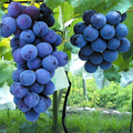 Vitis vinifera 'Kyoho' Grape Cuttings - 6 Hardwood Stems (Kyoho Grape) USDA Zones 6-9