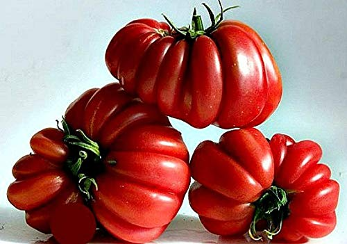 25 Ruffled Tomato Seeds - Exotic Heirloom Solanum lycopersicum