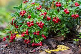 Lingonberry Plant Rhizomes (Vaccinium vitis-idaea) - 4 Live Wild Alaskan Rhizomes, Acid-Loving Evergreen Groundcover