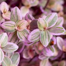 15 Tiny Pink Tradescantia Pallida Unrooted Cuttings | Easy to Root Spiderwort