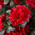 Encore Autumn Fire Azalea Plant - Deep Red, Deciduous, 4-10" Tall Starter in Pot