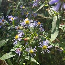 Swamp Aster Seeds - Symphyotrichum puniceum, 350 Seeds, Native Perennial for Wetland & Pollinator Gardens