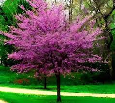 Eastern Redbud Tree (Cercis canadensis) Bare-Root Set of 3 | 14–18" | Pink Spring Blooms