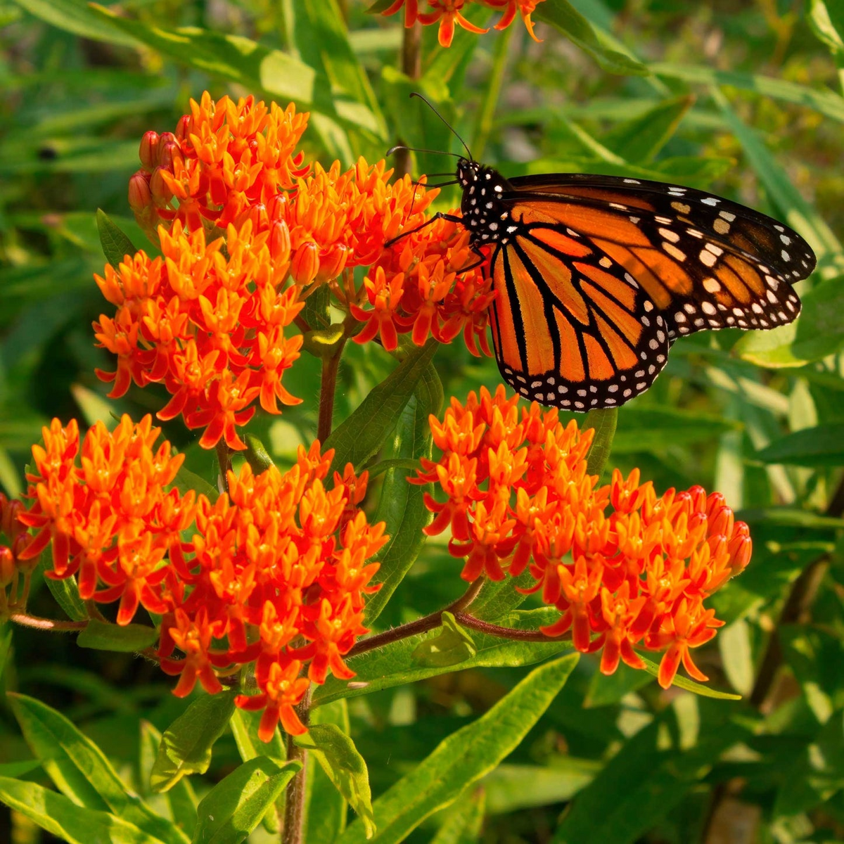 Butterfly Weed Plants (Asclepias tuberosa) - Bare Root Set of 3 | Perennial Wildflower