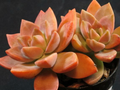 GraptoSedum California Sunset Unrooted Cuttings - 4x 2-3" Succulents for Propagation
