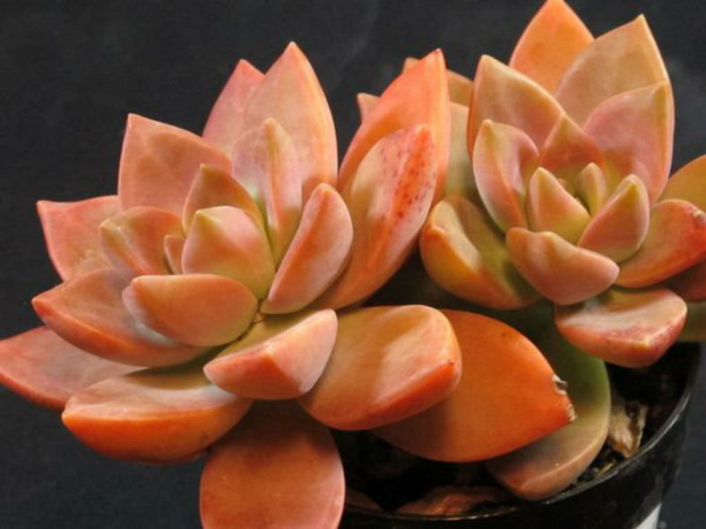 GraptoSedum California Sunset Unrooted Cuttings - 4x 2-3" Succulents for Propagation