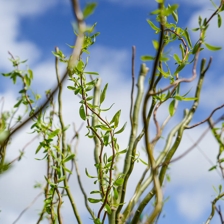 Corkscrew Willow Cuttings (Salix matsudana 'Tortuosa') - 10 Live Stems