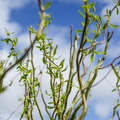 Corkscrew Willow Cuttings (Salix matsudana 'Tortuosa') - 10 Live Stems