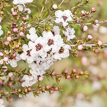 Manuka Tea Tree Seeds (Leptospermum scoparium) - 100 Seeds, Honey Bush, New Zealand