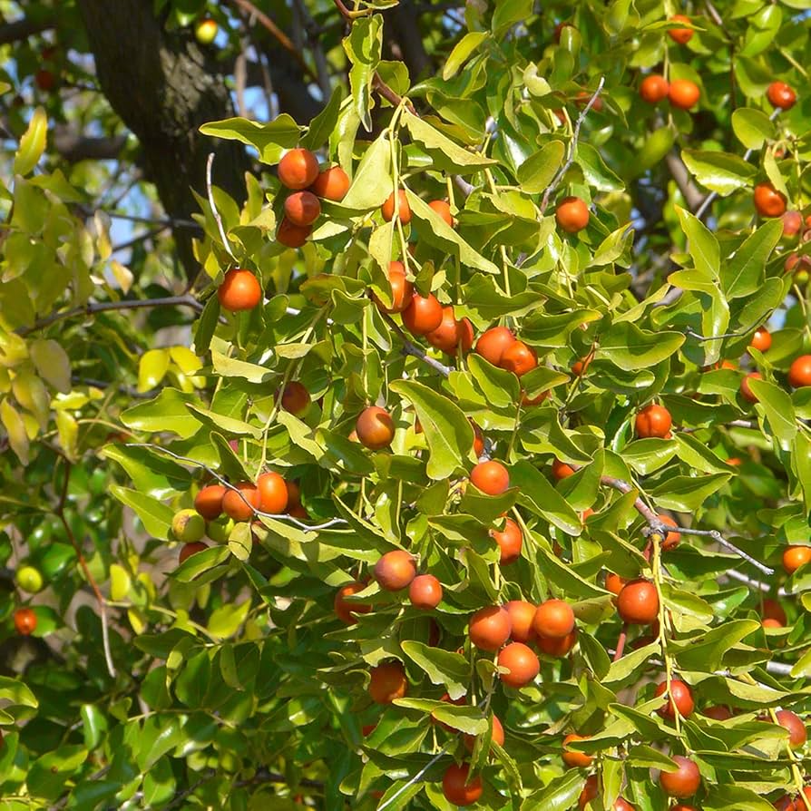 Jujube Unrooted Cuttings (5 pcs) – Ziziphus jujuba | Edible Fruit Tree for Garden & Orchard