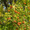 Jujube Unrooted Cuttings (5 pcs) – Ziziphus jujuba | Edible Fruit Tree for Garden & Orchard