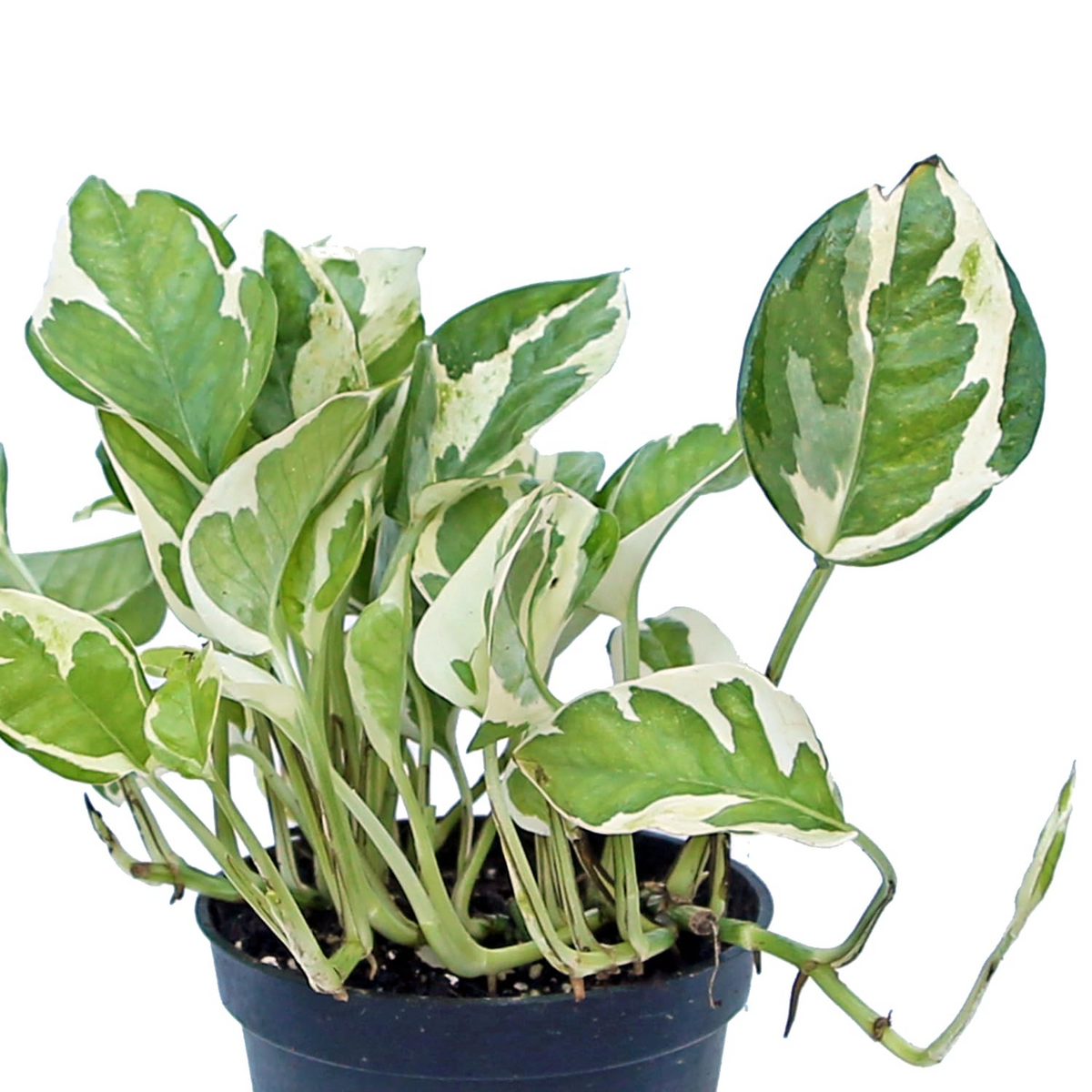 Pearls and Jade Pothos Cuttings (Epipremnum aureum) - 3 Live Node Cuttings