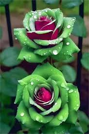 Ruby Green Twin Rose Seeds - 20 Seeds, Rare Bicolor Perennial, Fragrant