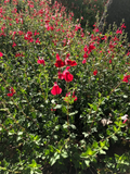 Red Autumn Sage Cuttings (Salvia greggii) - 15 Pcs Organic, 6" Avg. Rooting Difficulty, Hummingbird Attractant