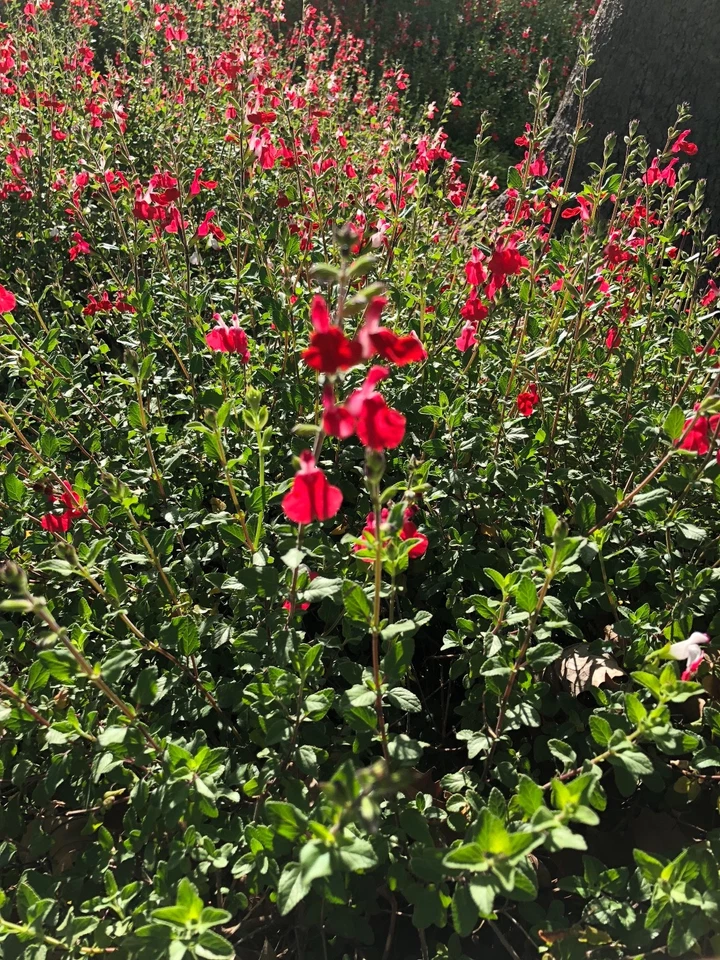 Red Autumn Sage Cuttings (Salvia greggii) - 15 Pcs Organic, 6" Avg. Rooting Difficulty, Hummingbird Attractant