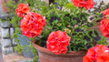 Ivy Geranium Mountie Red - 8 Unrooted Cuttings for Propagation