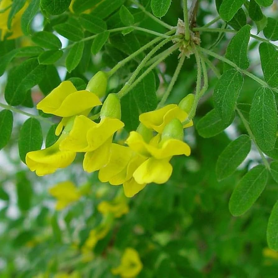 Caragana arborescens Seeds - Siberian Pea Tree (25 Seeds) - Nitrogen-Fixing Shrub