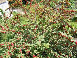 Nanking Cherry Cuttings (Prunus tomentosa) - 10 Unrooted, 6-8" Long