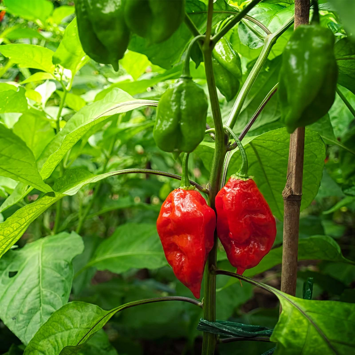 Ghost Pepper Seeds (Bhut Jolokia) - Non-GMO Heirloom, Extremely Hot Capsicum chinense