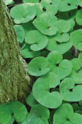 Wild Ginger Asarum Canadense Bare Root - 3 Plants | Native Shade Ground Cover