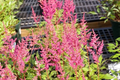 Astilbe × arendsii ‘Rheinland’ – Rheinland False Spiraea (1 Gallon Live Plant)