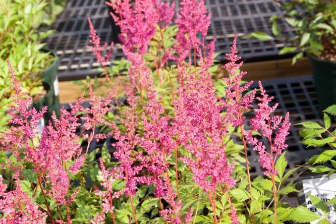 Astilbe × arendsii ‘Rheinland’ – Rheinland False Spiraea (1 Gallon Live Plant)