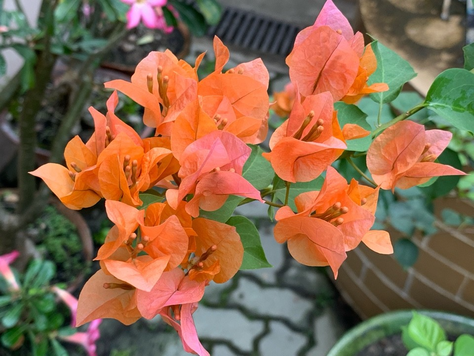 12 Organic Unrooted Pink Orange After Glow Bougainvillea Cuttings – Propagation Material