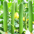 Luffa Gourd Seeds (Luffa aegyptiaca) - 20 Seeds | Non-GMO Sponge Gourd for Trellises