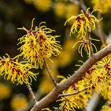 Witch Hazel Shrub Hamamelis virginiana - Bare Root 12-18"