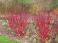 Red Osier Dogwood Cuttings - 30 Live 12-Inch Stems (Cornus sericea) Zone 3-8