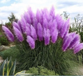 Purple Pampas Grass Plugs (Cortaderia selloana) – 3 Plants, 3-5" Tall, Full Sun, Zones 3-10