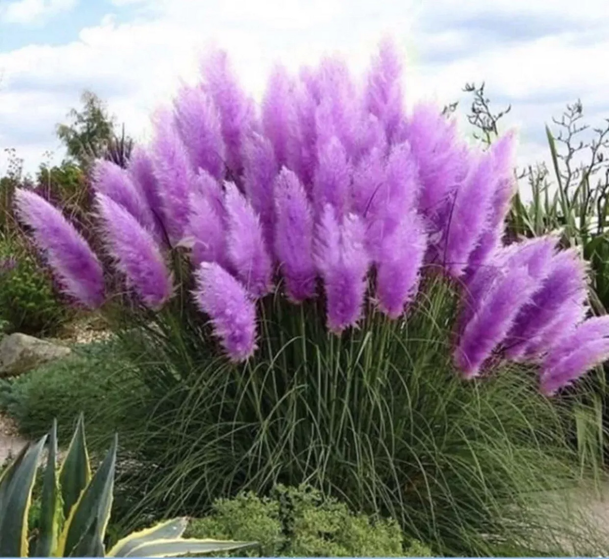 Purple Pampas Grass Plugs (Cortaderia selloana) – 3 Plants, 3-5" Tall, Full Sun, Zones 3-10