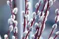 French Pussy Willow Shrub (Salix caprea) Bare Root, 1-2 ft tall – Early Blooming
