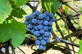 12 Organic Concord Grape Cuttings - Unrooted, 6" Long for Rooting (Vitis labrusca)