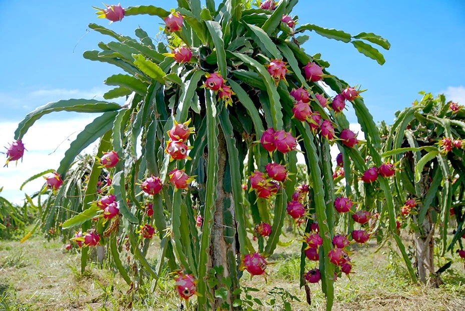Vietnam White Dragon Fruit Cuttings (Hylocereus undatus) 8”–24” — Self-Pollinating, Fast-Growing
