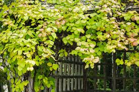 Hardy Arctic Kiwi Vine Cuttings (Actinidia arguta) 6 Total - 4 Female + 2 Male