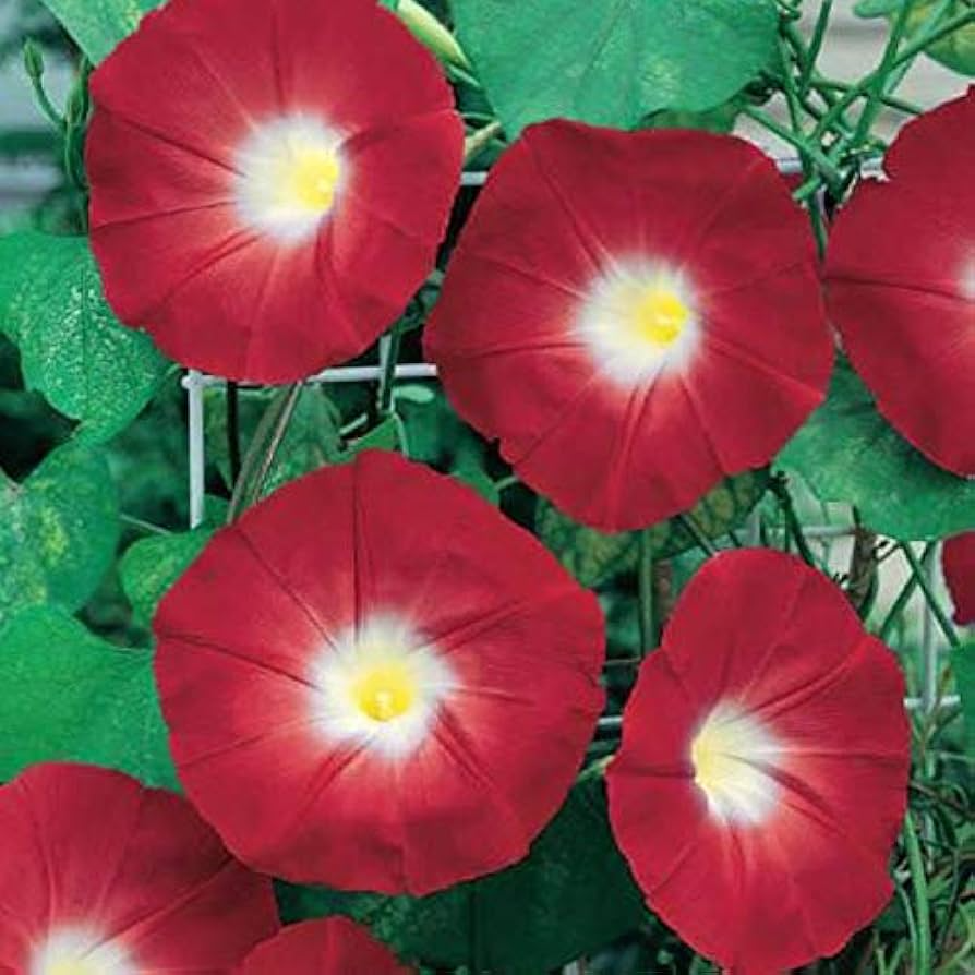 100 Red Ipomoea Seeds (Ipomoea coccinea) - Non-GMO Climbing Vine for Trellises & Fences