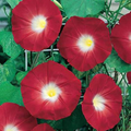 100 Red Ipomoea Seeds (Ipomoea coccinea) - Non-GMO Climbing Vine for Trellises & Fences