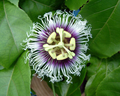 Possum Purple Passion Fruit Plants (Passiflora edulis) - 5 Live Starter Vines, Self-Fertile Tropical Fruit