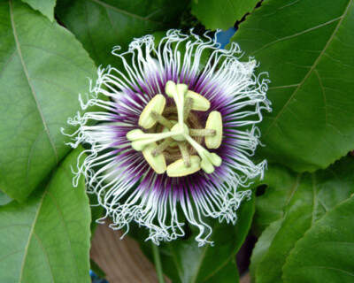 Possum Purple Passion Fruit Plants (Passiflora edulis) - 5 Live Starter Vines, Self-Fertile Tropical Fruit