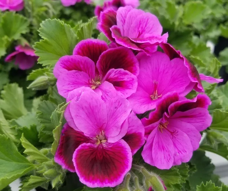 Martha Washington Geranium Pelargonium - Four 5-Inch Cuttings for Rooting, Mixed Color