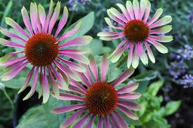 20 Green Twister Purple Coneflower Seeds (Echinacea purpurea) - Bi-Colored Coneflower Seeds