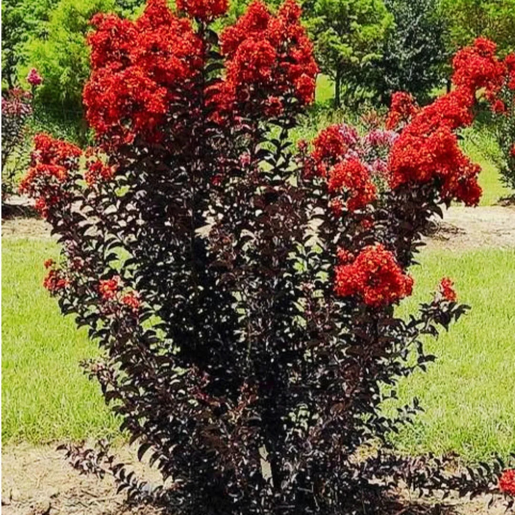 Black Diamond Crape Myrtle Starter Plants - 2 Rooted 6" Cuttings, Red Flowers, Purple-Black Foliage