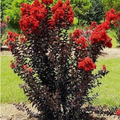 Black Diamond Crape Myrtle Starter Plants - 2 Rooted 6" Cuttings, Red Flowers, Purple-Black Foliage