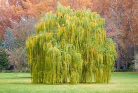 Weeping Willow Cutting - Salix babylonica (Bare Root, 14-24")