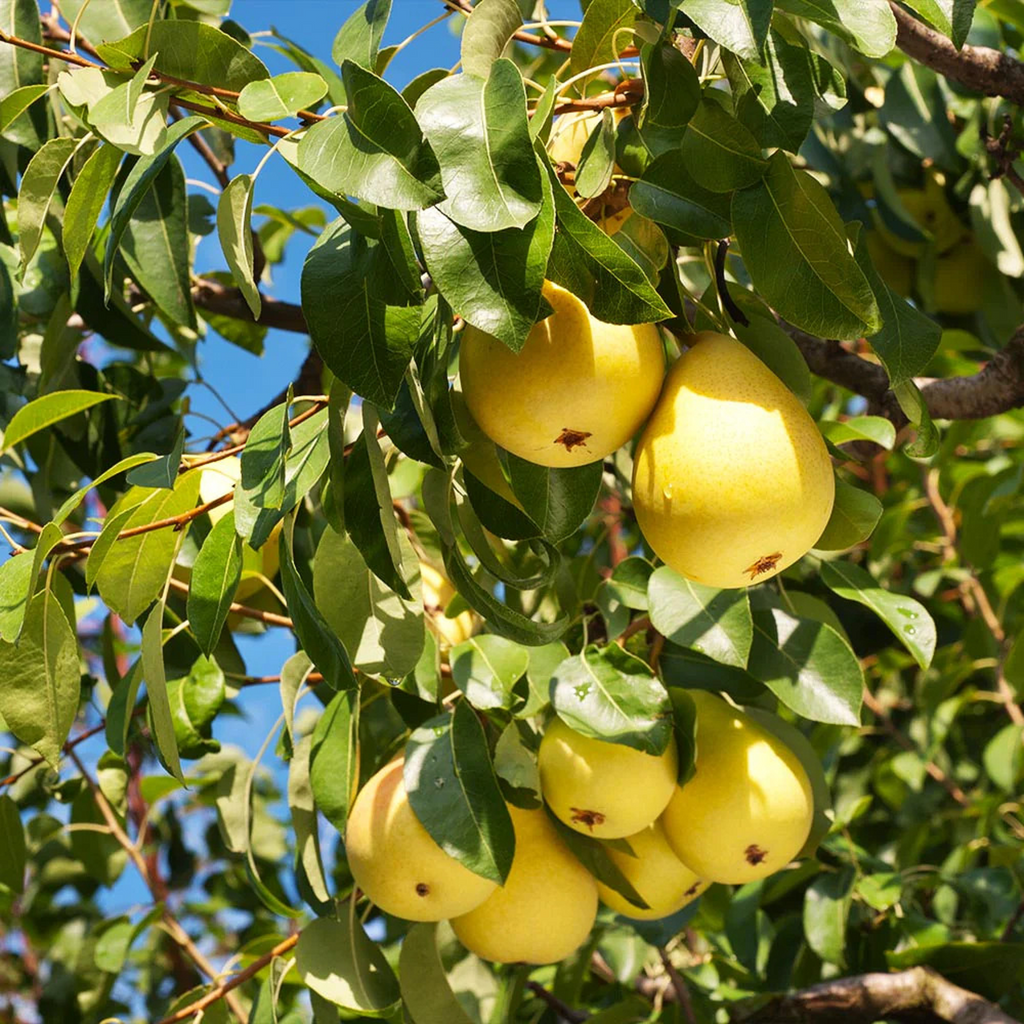 Organic Pear Tree Unrooted Cuttings — 5 x 10", For Propagation